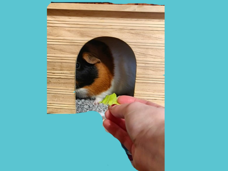 How to teach your guinea pig to handfeed